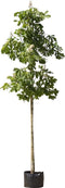 Paardenkastanje | Aesculus hippocastanum 14-18 cm | Bomenbezorgd.nl