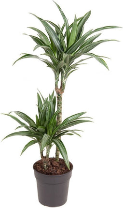 Dracaena fragrans Ulises - Ammerlaan The Green Innovator - Groene plant- Hoogte 90 cm