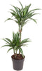 Dracaena fragrans Ulises - Ammerlaan The Green Innovator - Groene plant- Hoogte 90 cm