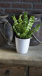 Asplenium Crispy Wave ↨ 30cm - hoge kwaliteit planten