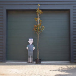 Magnolia grandiflora 300 - 350 cm totaalhoogte (10 - 12 cm stamomtrek)