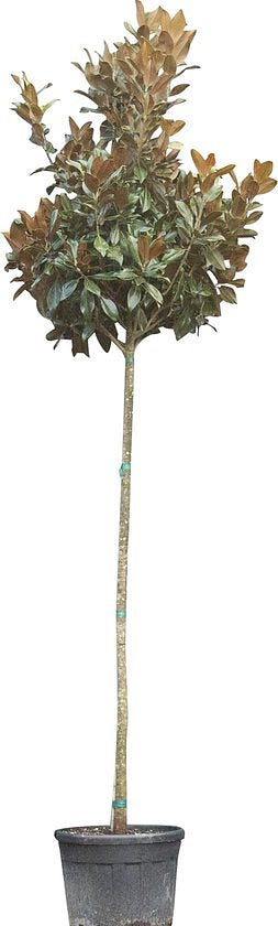 Magnolia grandiflora Magnolia grandiflora 425 cm