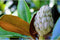 Magnolia grandiflora Magnolia grandiflora h 375 cm st. omtrek 13 cm
