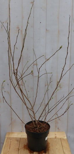 Magnolia Soulangeana Tulpenboom struik