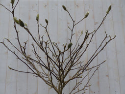 Magnolia Soulangeana Tulpenboom
