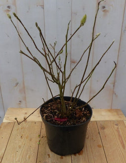 Magnolia Soulangeana Tulpenboom