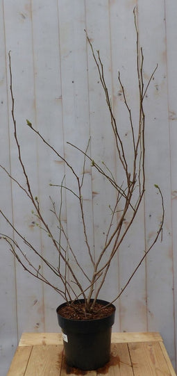 Magnolia Stellata Tulpenboom struik