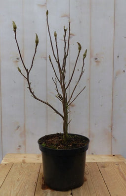 Magnolia Stellata Tulpenboom