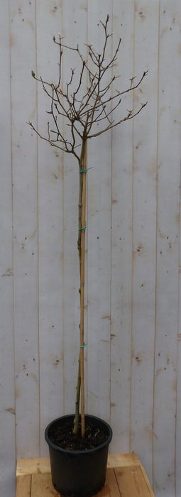 Magnolia Stellata Tulpenboom