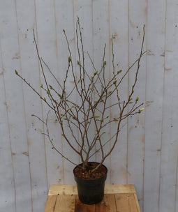 Magnolia Susan Tulpenboom Struikje