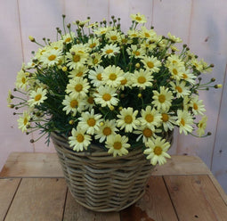 Magriet geel in mand