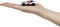 Majorette - Auto Toyota Racing - 5 stuks - Vanaf 3 jaar