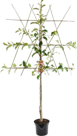 Malus d. 'Benoni' hoogstam leiboom | Malus domestica 'Benoni' | Bomenbezorgd.nl