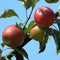 Malus d. 'Benoni' hoogstam leiboom | Malus domestica 'Benoni' | Bomenbezorgd.nl