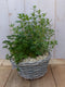 Mandje met vier kruiden plantjes diameter 30 cm