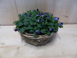 Mandje met violen (kleur wisselt) 30 cm