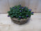 Mandje met violen (kleur wisselt) 30 cm