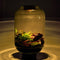 Mandy Mangrove - Terrarium met led - 50cm
