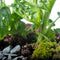 Mandy Monstera - Terrarium met led - 50cm