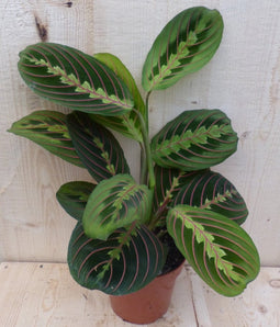 Maranta Leuconeura Fascinator Tiengebodenplant