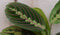 Maranta Leuconeura Fascinator Tiengebodenplant