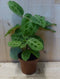 Maranta Leuconeura Kerchoveana Tiengebodenplant
