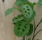 Maranta Leuconeura Tiengebodenplant Groen-Lichtgroen