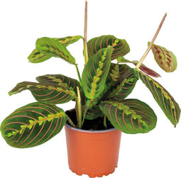 Maranta Leuconeura 'Tricolor ' - Gebedsplant - ↨ 20cm - ⌀12cm - Exclusieve Kwaliteit Planten - Kamer Plant - Kamerplanten - Sfeer - Interieur