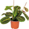 Maranta Leuconeura 'Tricolor ' - Gebedsplant - ↨ 20cm - ⌀12cm - Exclusieve Kwaliteit Planten - Kamer Plant - Kamerplanten - Sfeer - Interieur