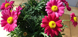 Margriet Rood eenjarige plant