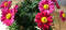 Margriet Rood eenjarige plant