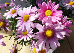 Margriet roze eenjarige plant