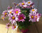 Margriet roze eenjarige plant