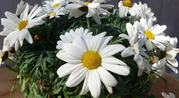 Margriet wit eenjarige plant