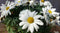 Margriet wit eenjarige plant