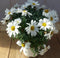 Margriet wit eenjarige plant