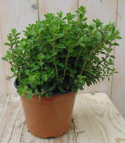 Marjolein