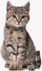 MARVEL -Honden Halsband - XXS (Lengte 18-30cm - breedte 1.5cm)