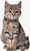 MARVEL -Honden Halsband - XXS (Lengte 18-30cm - breedte 1.5cm)