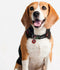 MARVEL -Honden Halsband - XXS (Lengte 18-30cm - breedte 1.5cm)