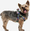 MARVEL - Hondentuigje - M/L (Lengte 60-75cm - Breedte 2cm)