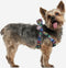 MARVEL - Hondentuigje - XXS/XS (Lengte 29-41cm - Breedte1.5cm)