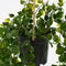 Mica Decorations Ficus - Kunst Hangplant in Pot - H46 x Ø20 cm - Groen