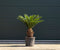 Vredespalm XXL Cyca revoluta h 100 cm st. h 35 cm