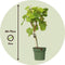 Plant in a Box - Wijnmix - Vitis ‘Himrod’ en ‘Vanessa’ - Set van 2 - ⌀21cm - Hoogte 60-75cm