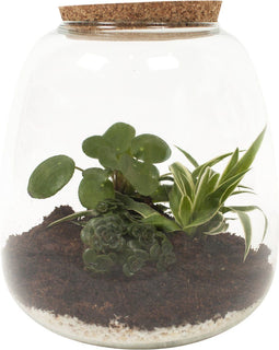 Plant Puzzle ® Discover the World Ecosysteem - Broekhof Adding Value - Groene plant- Hoogte 25 cm