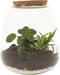 Plant Puzzle ® Discover the World Ecosysteem - Broekhof Adding Value - Groene plant- Hoogte 25 cm