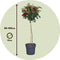 Plant in a Box - Rosa Palace 'Pride' - Rode stamroos voor binnen,tuin,terras of balkon - Pot 19cm - Hoogte 80-100cm
