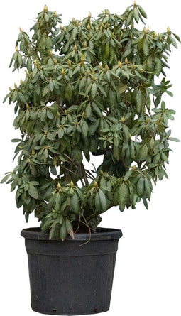 Rhododendron Roseum elegans | Rhododendron 'Roseum elegans' | Bomenbezorgd.nl