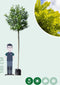 Bol acacia 220 cm stamhoogte | Robinia ps. 'Umbraculifera' 14-18 cm 220 cm| Bomenbezorgd.nl